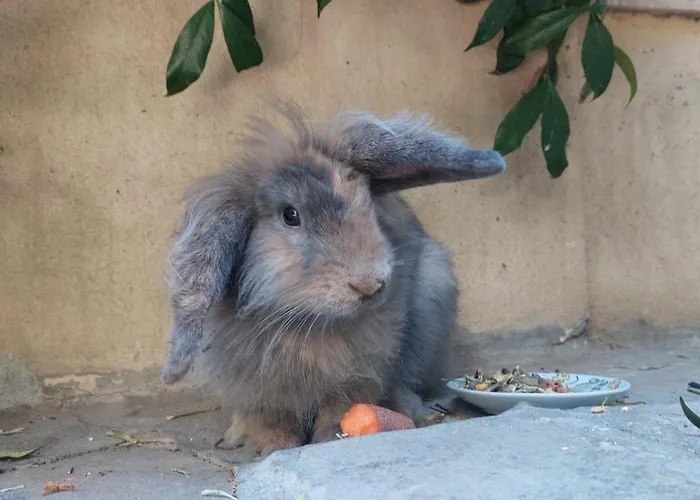 Bed & Breakfast Uva Fragola